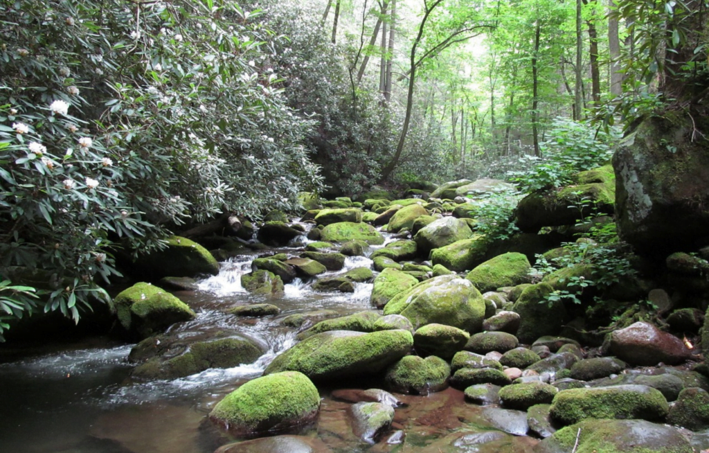 Great Smoky Mountains National Park