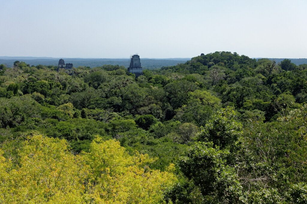 Maya Forest