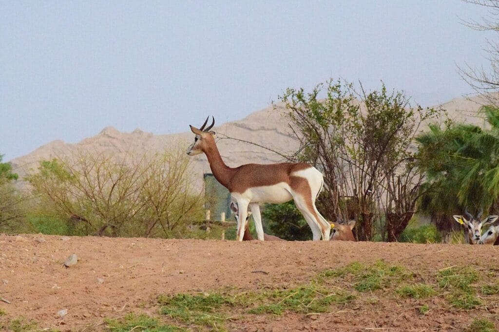 Al Ain Zoo, Abu Dhabi