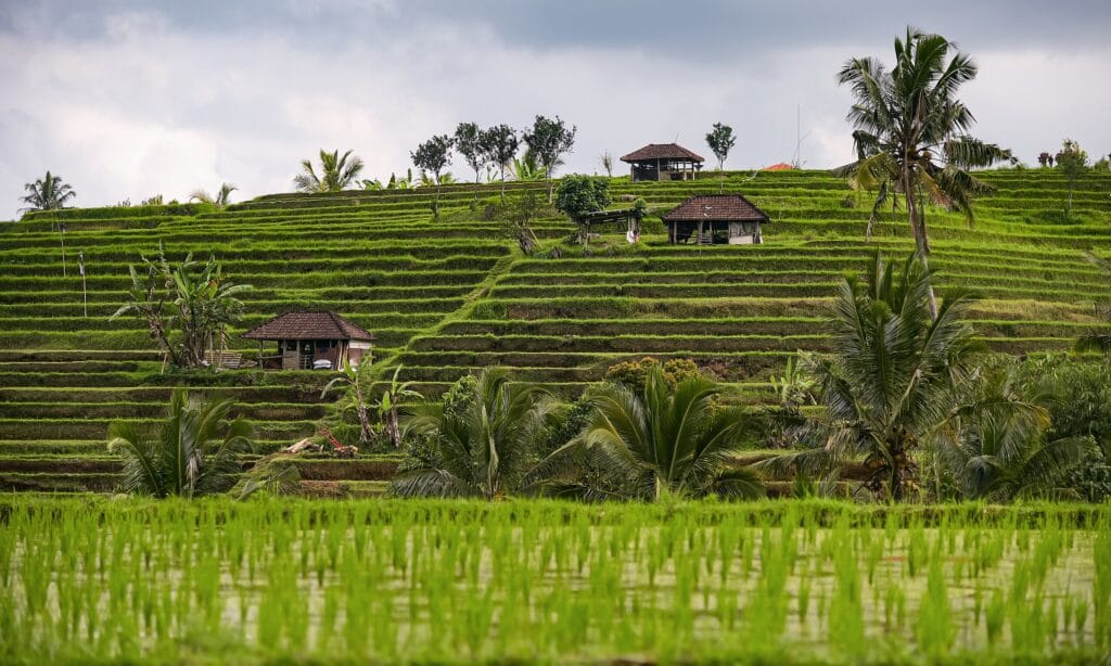 Subak system in Bali